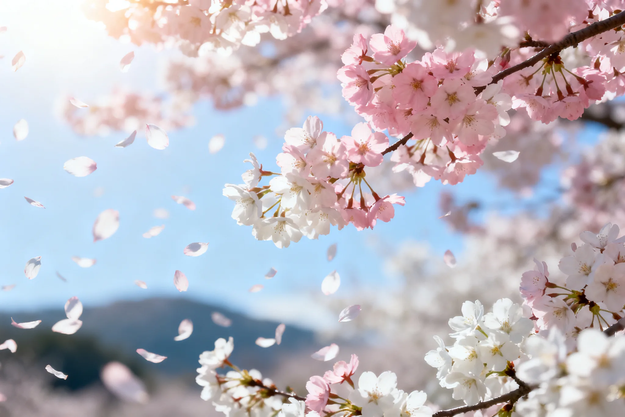 Cherry Blossoms Dancing in Spring